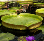 Waterlily House