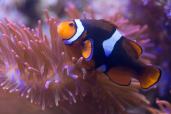 Black-photon-clownfish.jpg